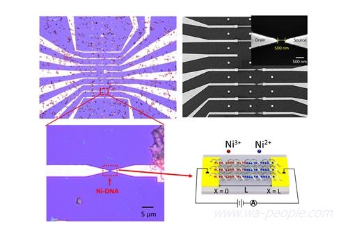 圖說：交大跨國團隊成功開發人工智慧記憶DNA分子奈米線元件發表於《Nature》系列之亞洲材料期刊。